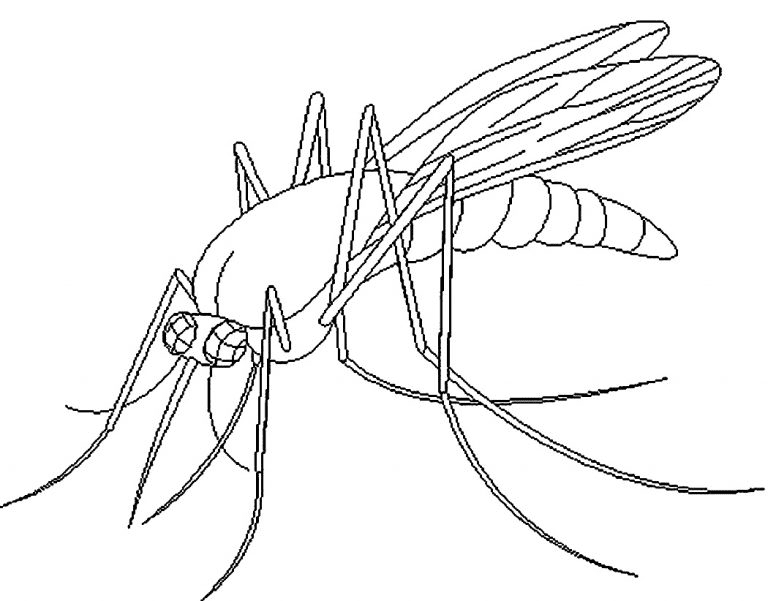Creepy Mosquito Coloring Page