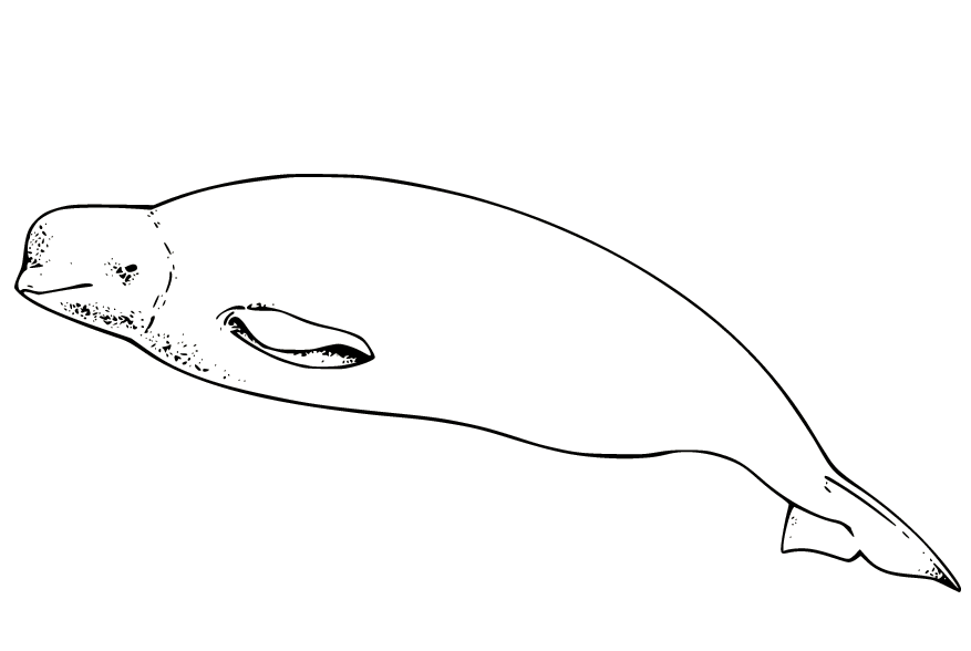 Раскраска Милый кит Белуга
