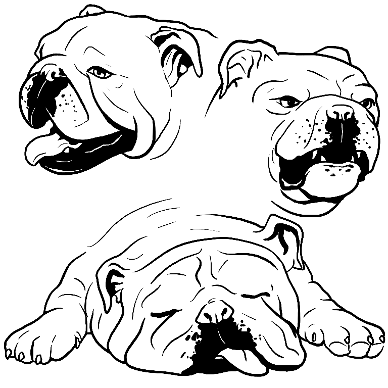 Cute Bulldog Portraits Coloring Page