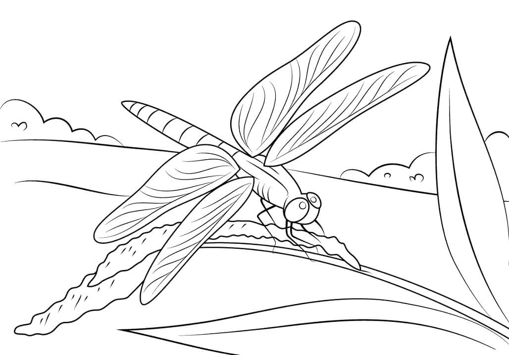Dragonfly Sits on Stem Coloring Page