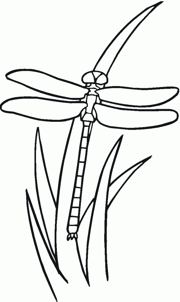 Dragonfly on Grass Coloring Page