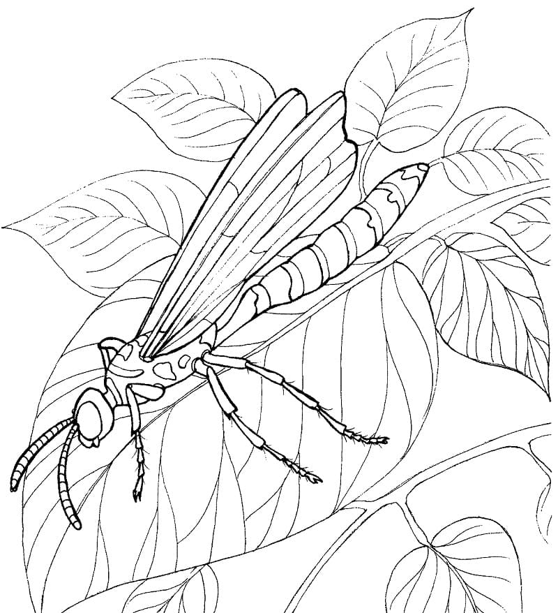 Libélula sobre hojas de Dragonfly