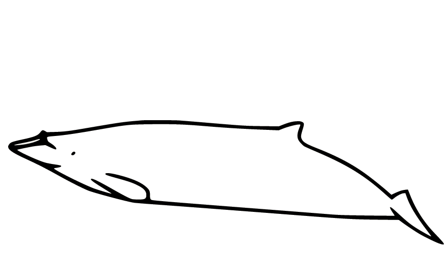 Einfacher Schnabelwal von Whale