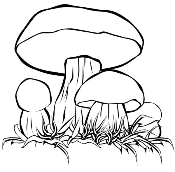 Einfache Pilze von Mushroom