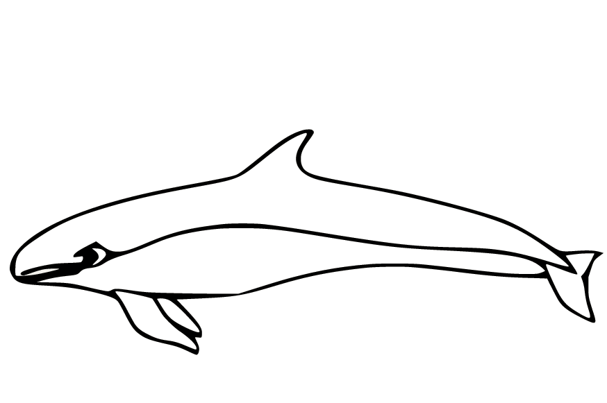 False Killer Whale Coloring Page