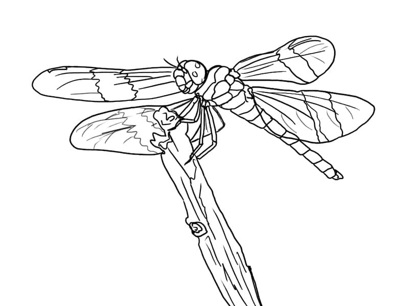 Free Dragonfly Printable Coloring Page