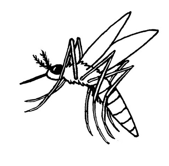 Mosquito libre de mosquito
