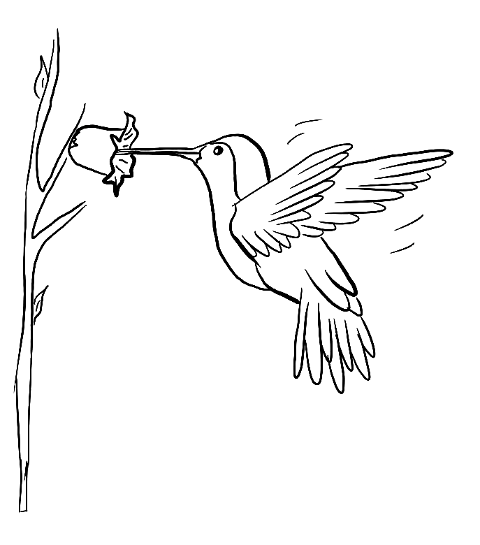 Free Printable Hummingbird Coloring Page