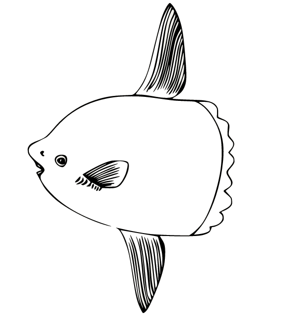 Kostenloser druckbarer Sonnenfisch von Sunfish