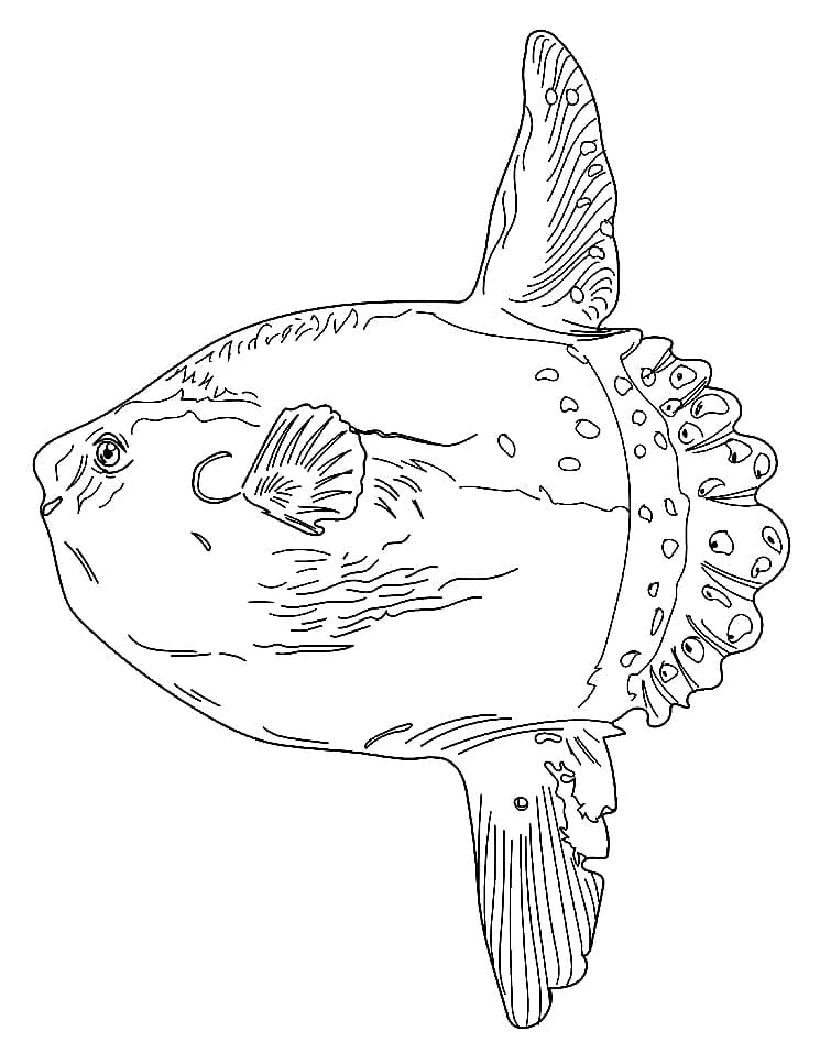 Poisson-lune gratuit de Sunfish