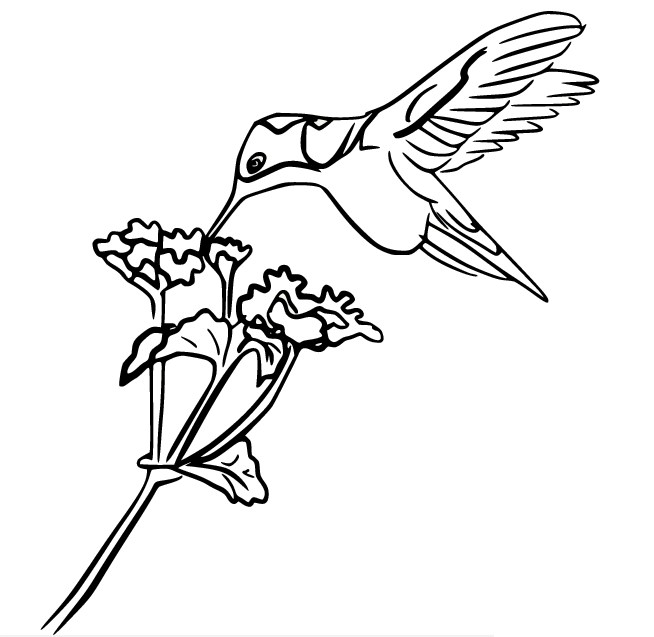 Hummingbird Harvesting Flower Nectar Coloring Page