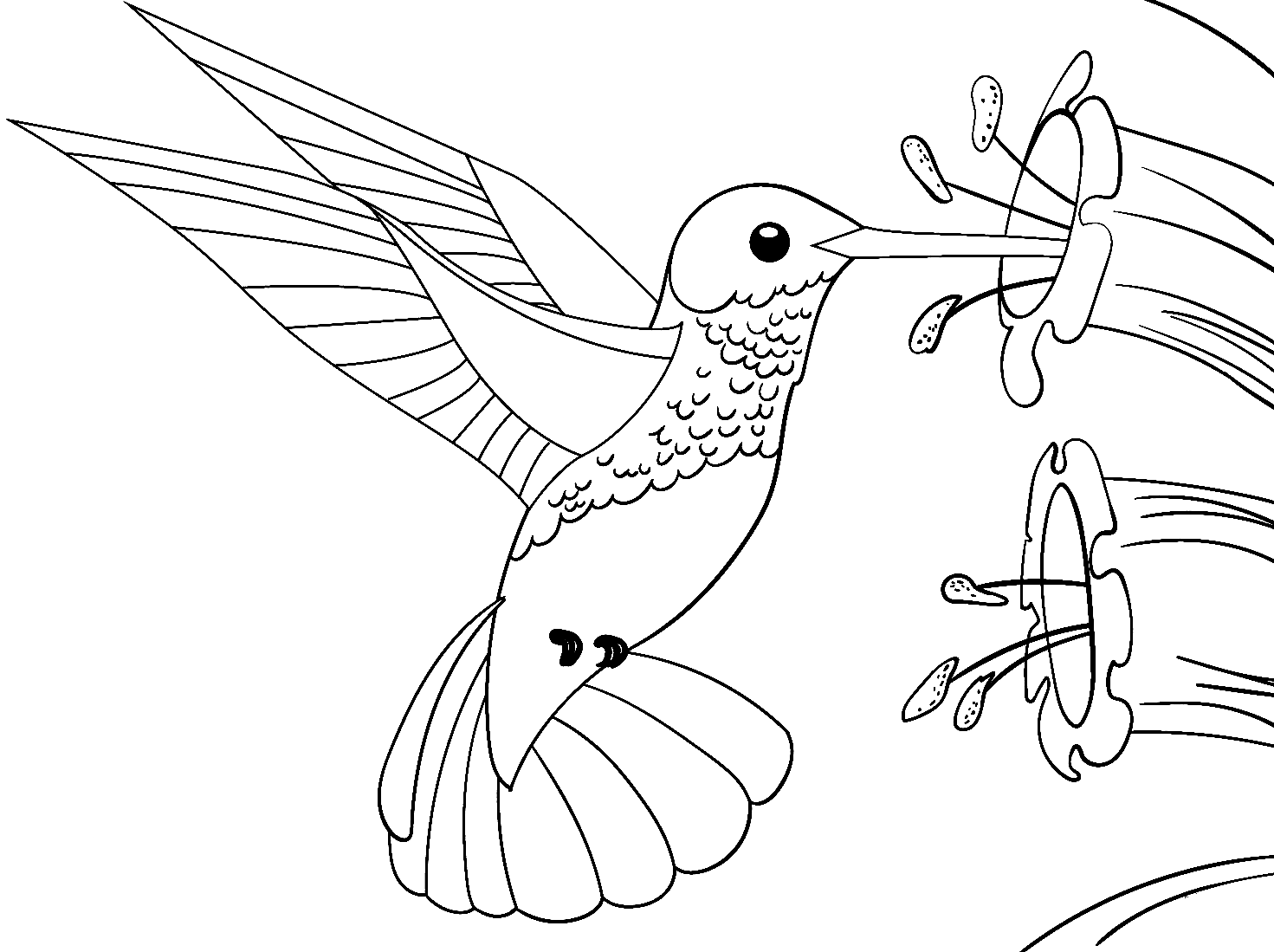 Колибри с цветами от Колибри