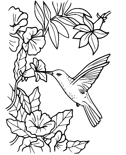 Hummingbird and Flowers Coloring Pages