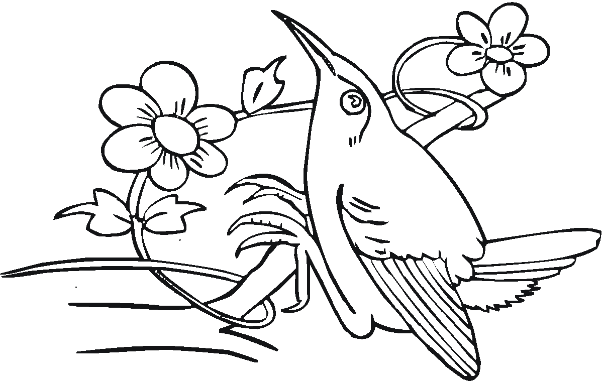 Colibri aime le nectar de fleurs de Colibri