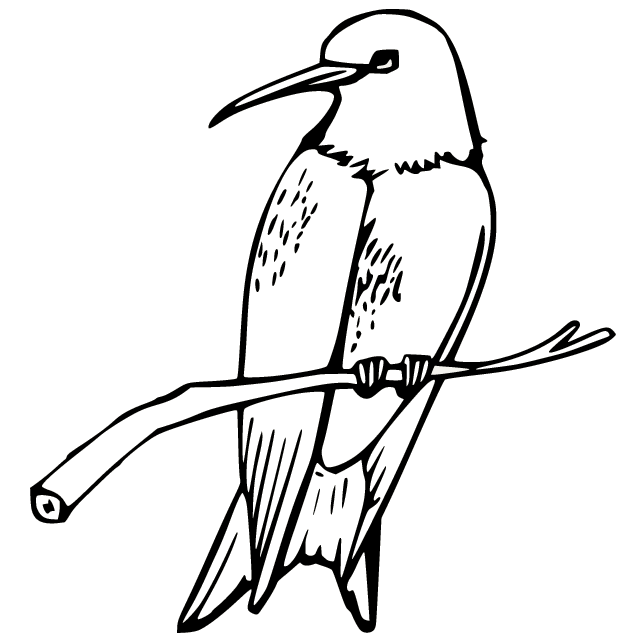 Hummingbird on the Branch Coloring Pages