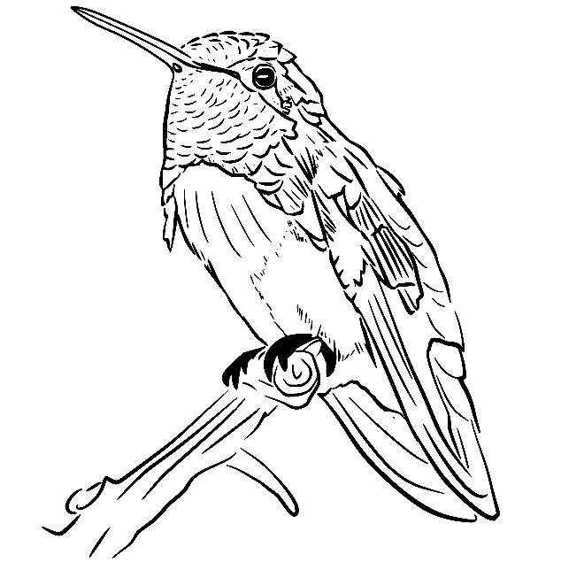 Colibri sur l'arbre de Hummingbird