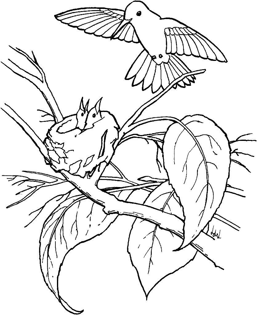 Kolibrie om af te drukken vanuit Kolibrie