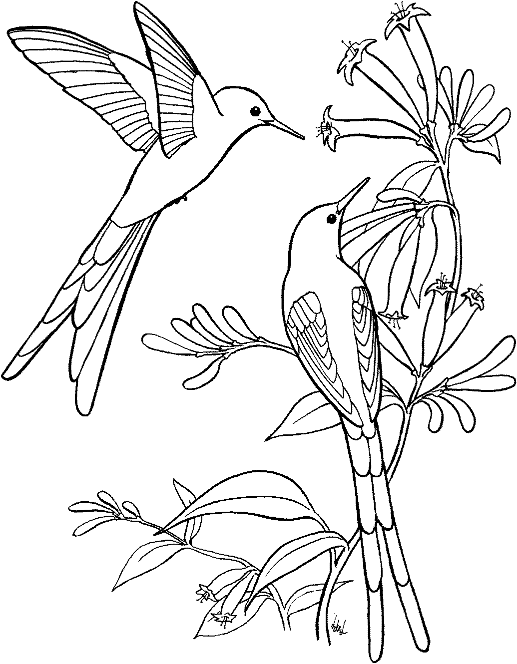 Long Tailed Sylph Hummingbird Coloring Pages