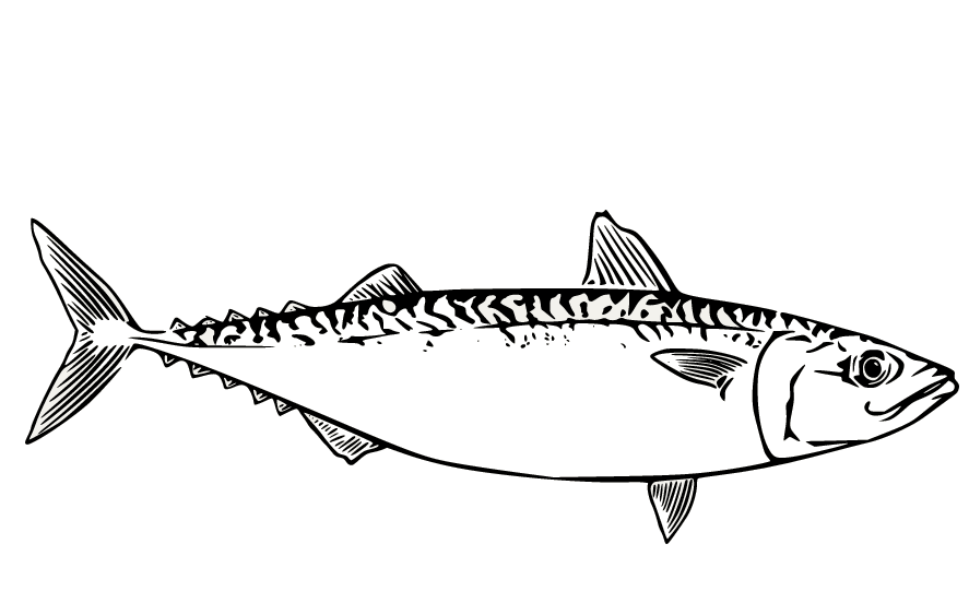 Mackerel Tuna Coloring Page