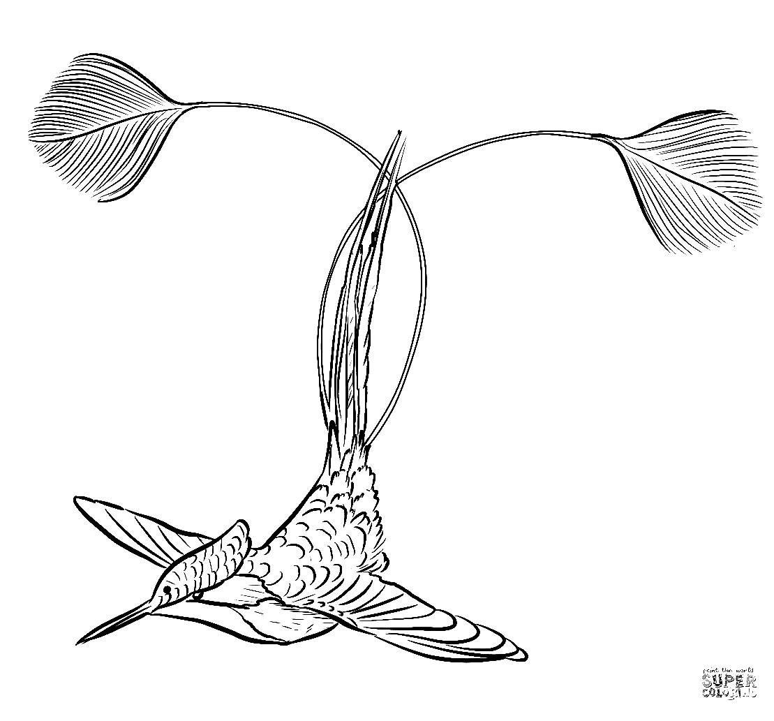 Marvellous Spatuletail Hummingbird Coloring Pages
