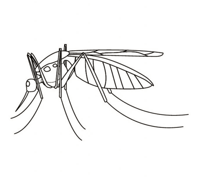 蚊子图片来自 Mosquito