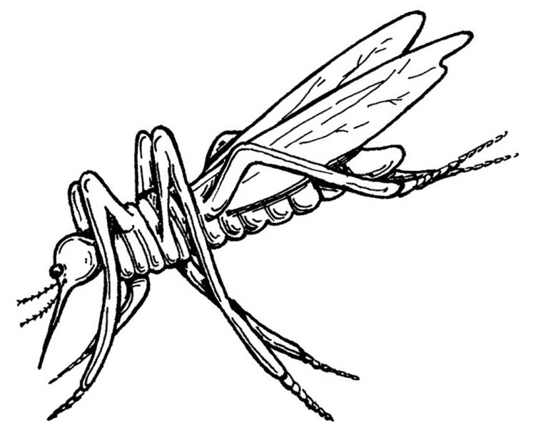 Mosquito to Print Coloring Page