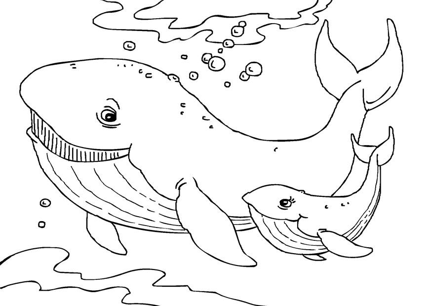 Madre y cría de ballena de Ballena