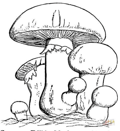 Pagina da colorare della famiglia dei funghi