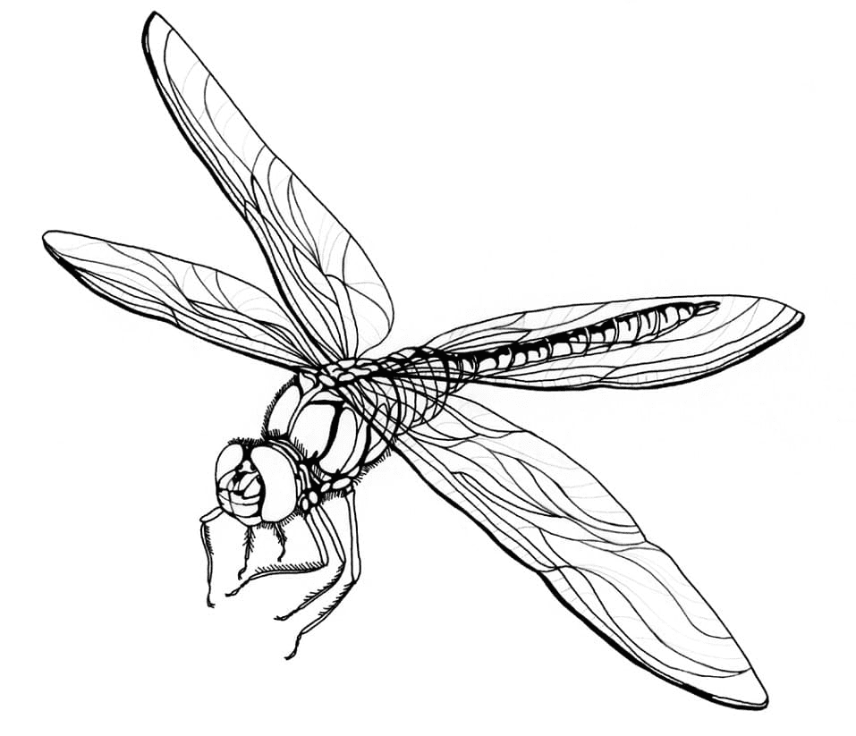 Normal Dragonfly Coloring Page