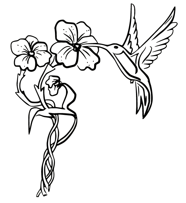 Printable Hummingbird Eating Honey Coloring Pages