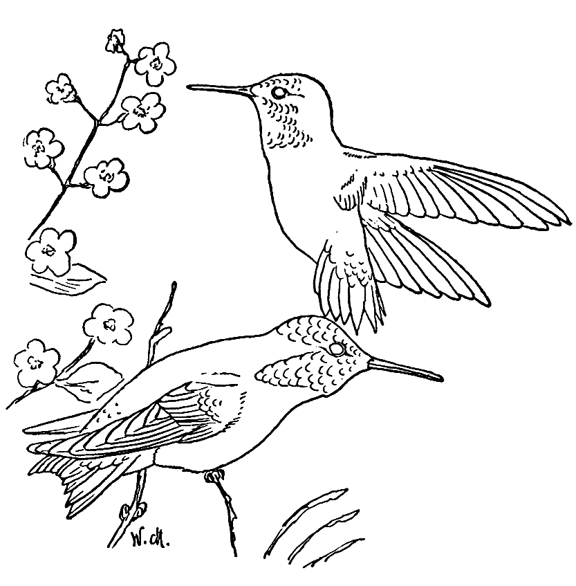 Листы с изображением колибри для печати от Hummingbird