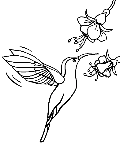 Printable Hummingbirds for Kids Coloring Page