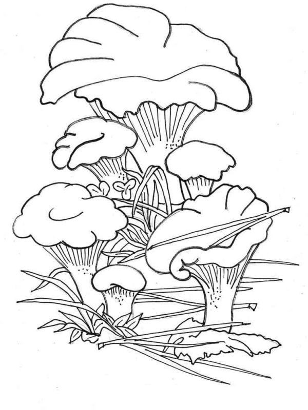 Распечатка грибов для детей от Mushroom
