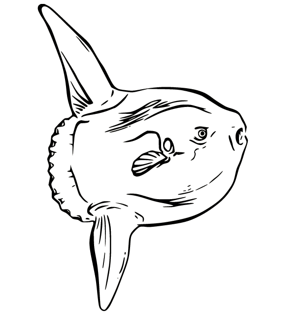 Printable Sunfish Coloring Pages
