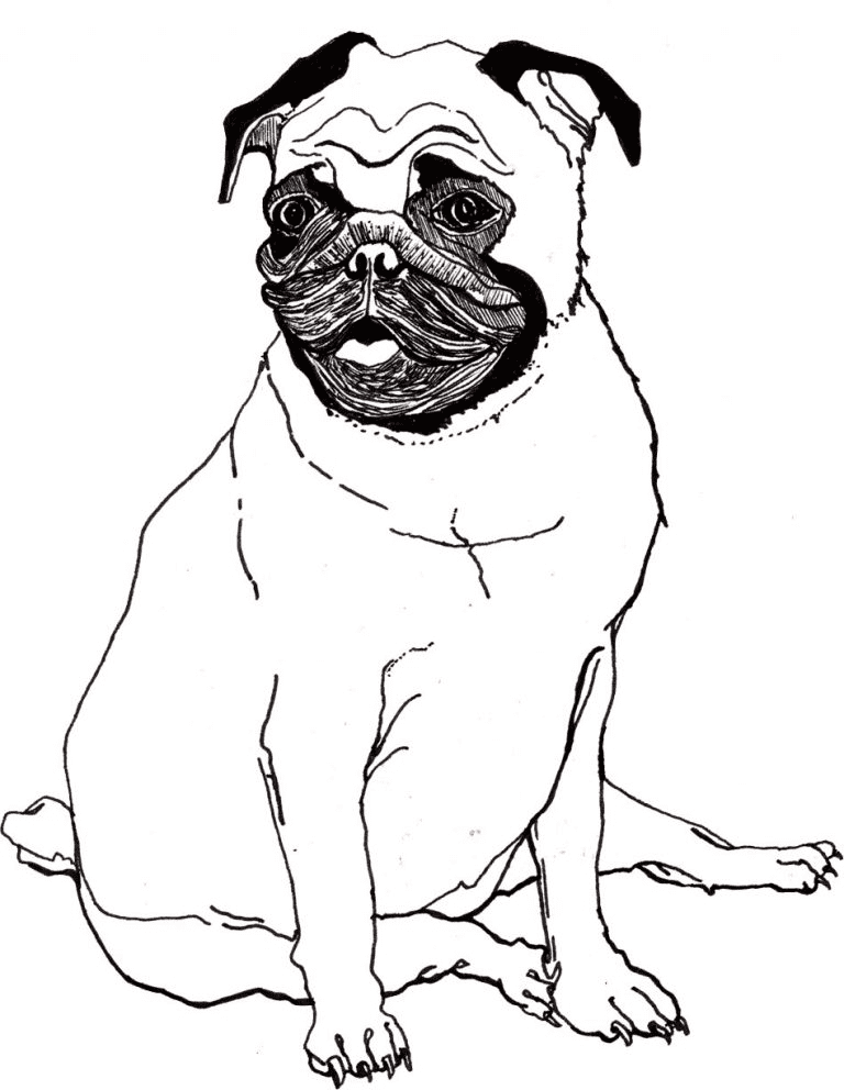 Pug for Kids Coloring Page