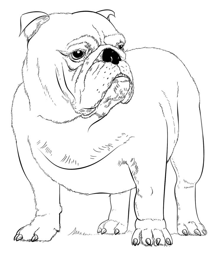 Realistic Bulldog Coloring Page