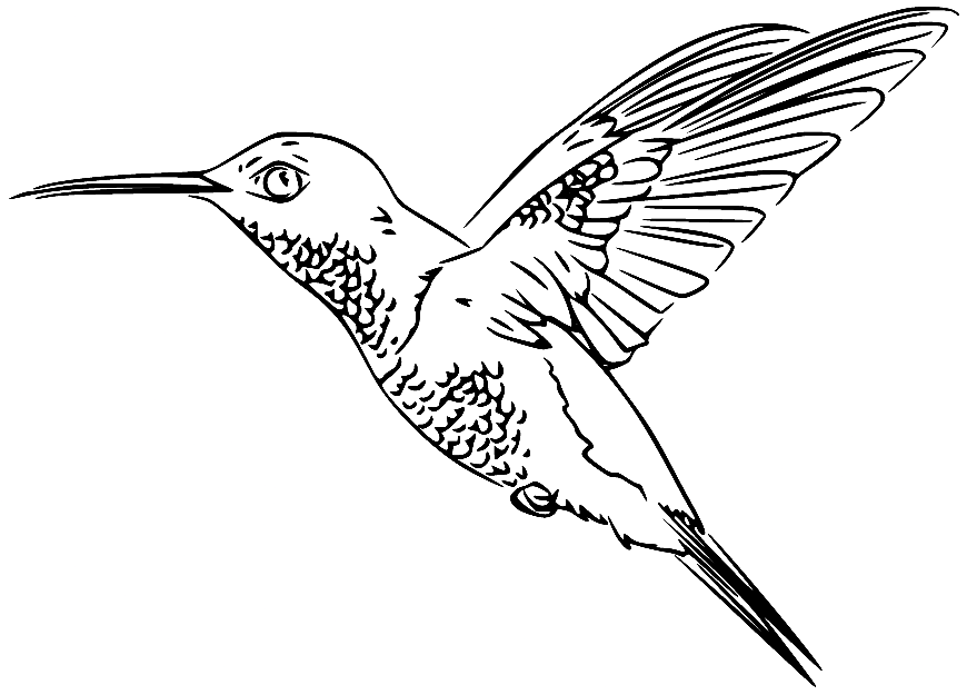 Colibri volant réaliste de Hummingbird