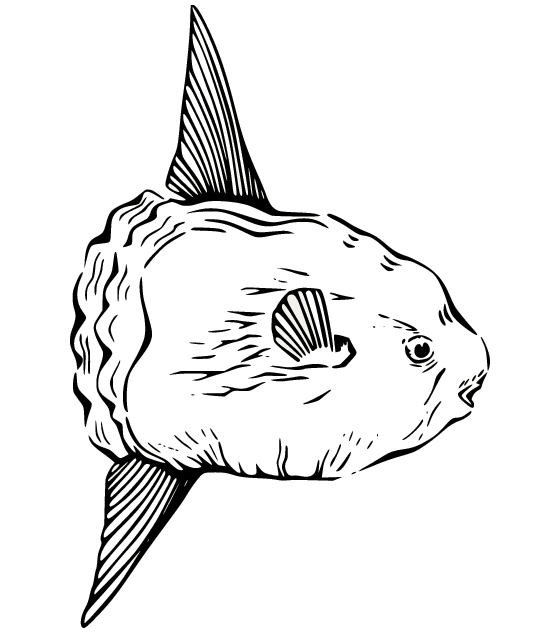 Poisson-lune réaliste de Sunfish