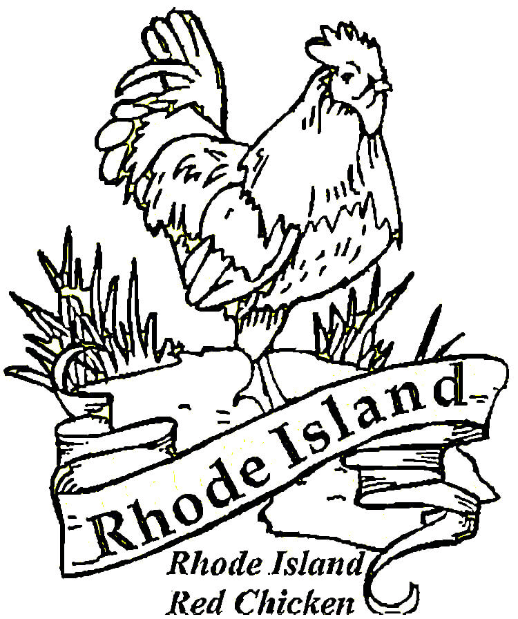 Red Chicken Of Rhode Island Coloring Page