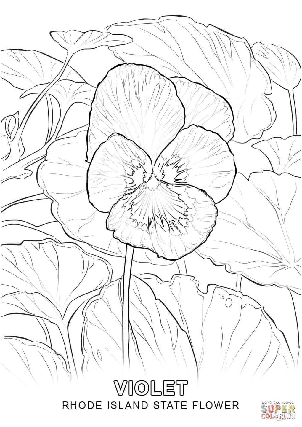 flor del estado de rhode island para colorear