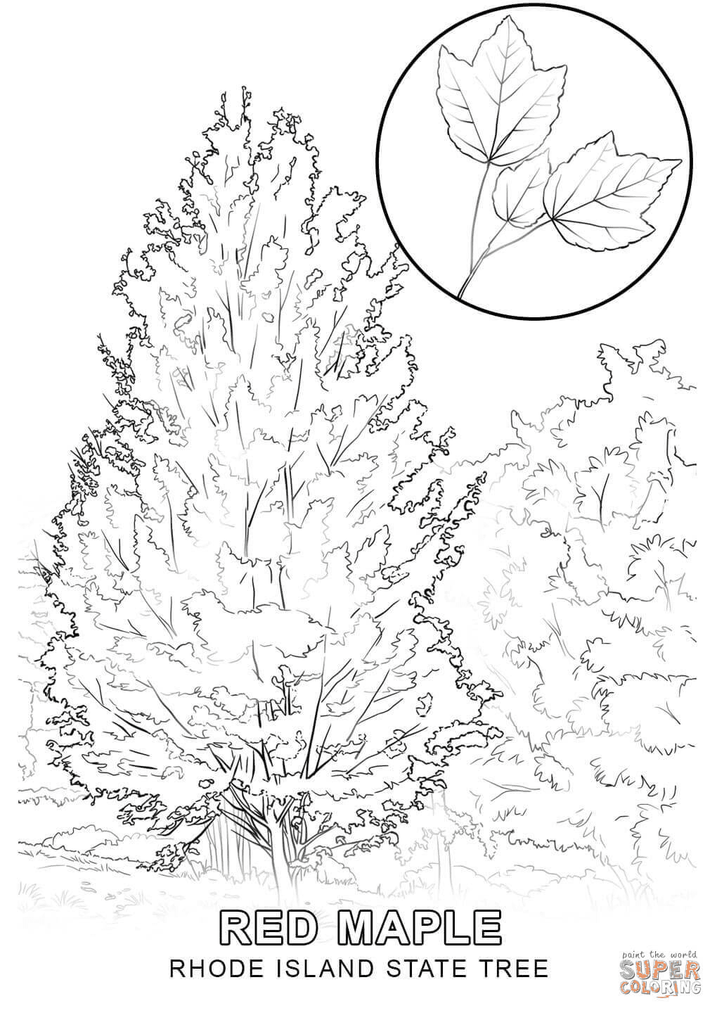 Раскраска Дерево штата Род-Айленд