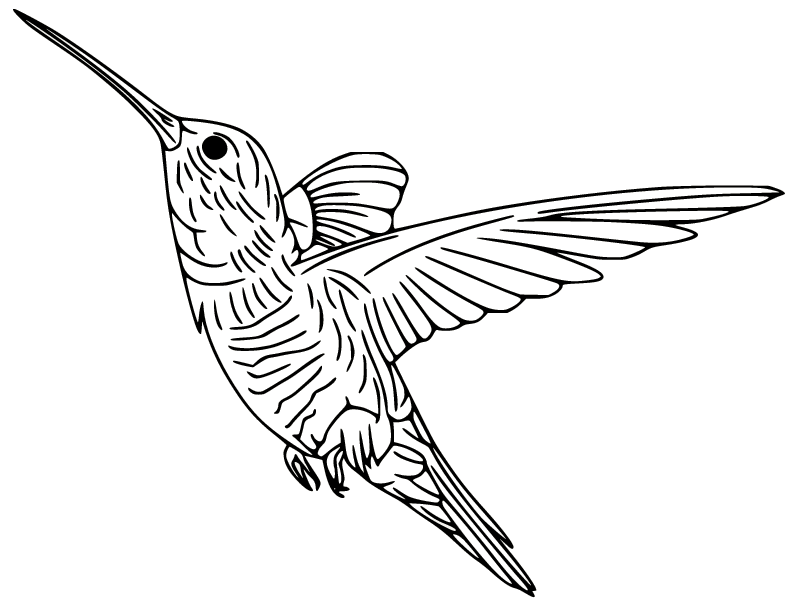 Ruby Throated Hummingbird Coloring Page