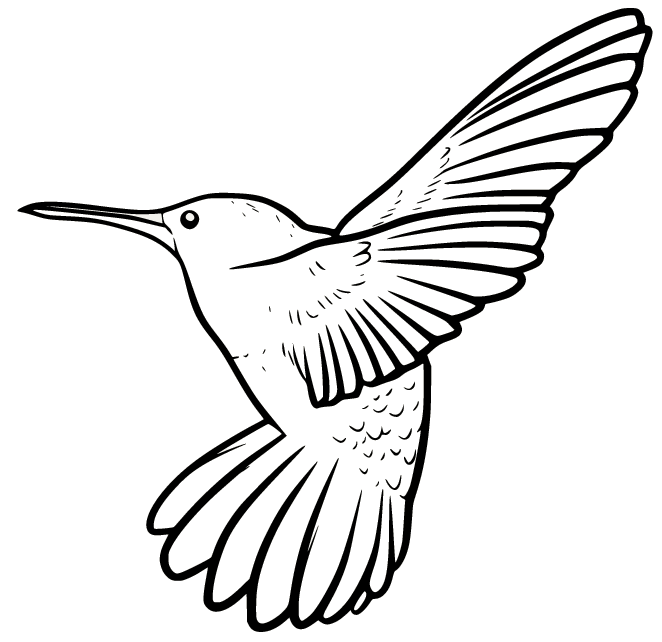 Rufous Hummingbird Coloring Pages