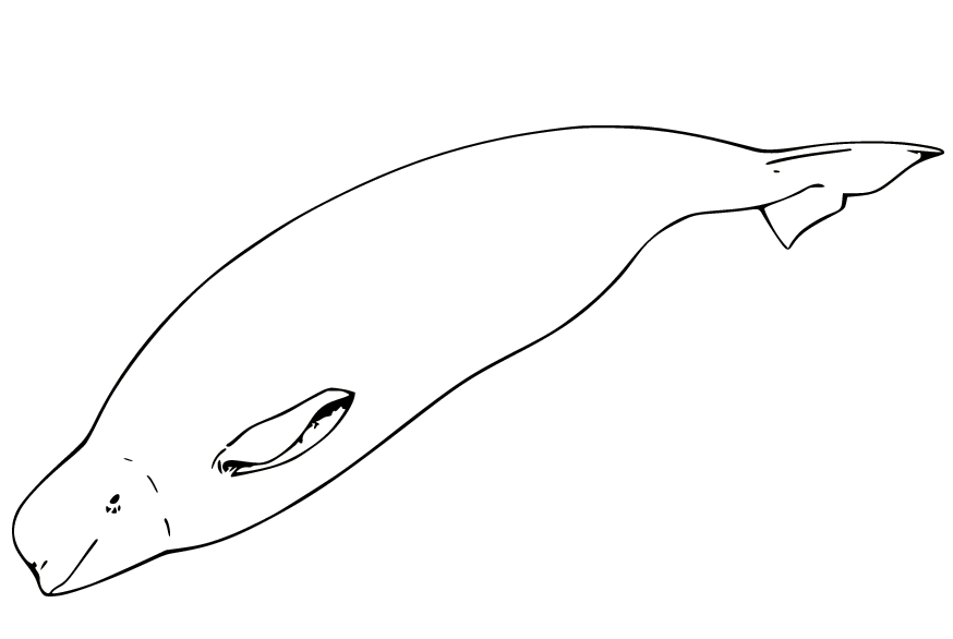 Simple Beluga Whale Coloring Pages