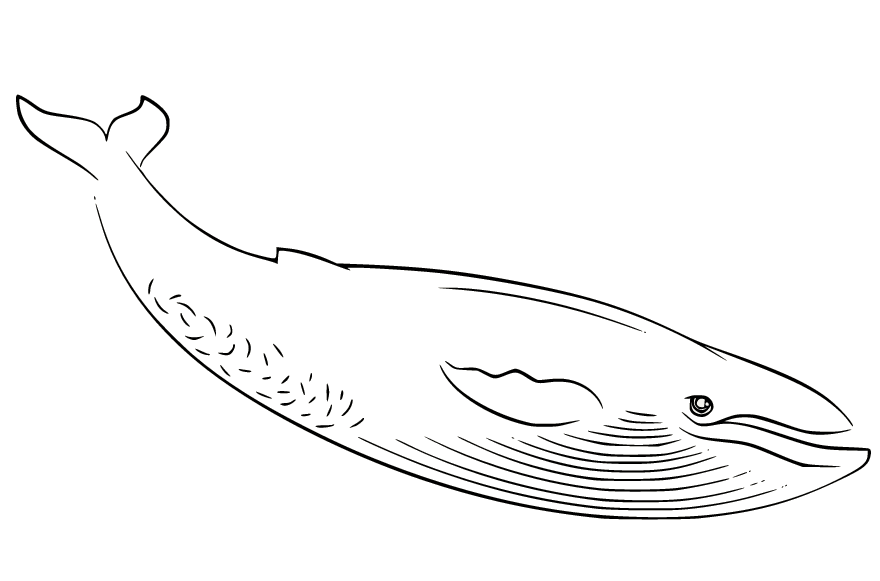 Простая страница раскраски кита