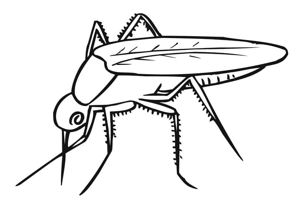 Simple Mosquito Coloring Page