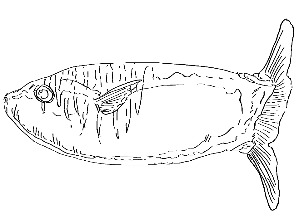 Slanke Sunfish Kleurplaat
