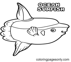 Раскраски солнечная рыба