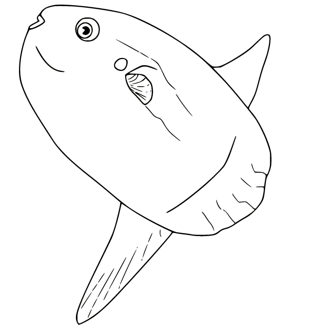 Sunfish for Kids Kleurplaat