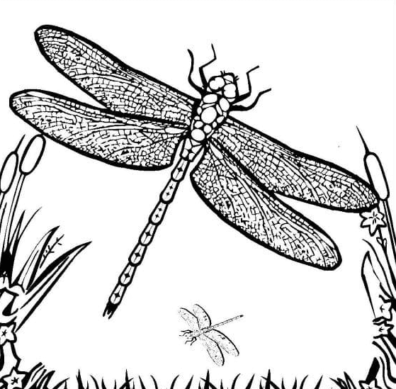 The Dragonfly Coloring Pages
